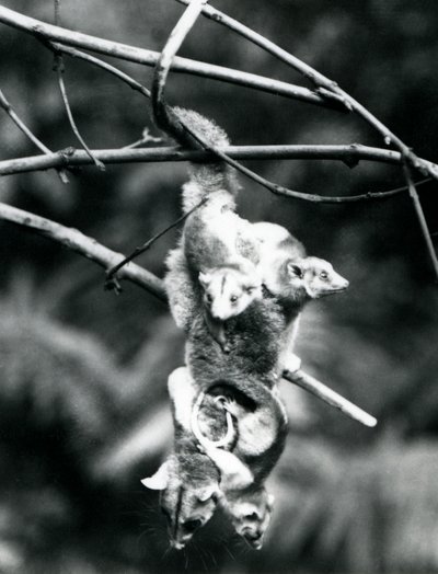 A Woolly Opossum with Her Three Young Clinging to Her, Hangs from a Branch Using Her Prehensile Tail, London Zoo, September 1913 by Frederick William Bond